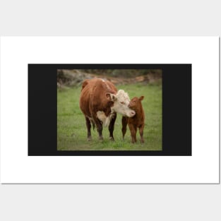 Momma Cow and Calf aka "Bovine Madonna" Posters and Art